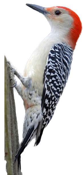 Woodpecker Png Hd (black, gray)