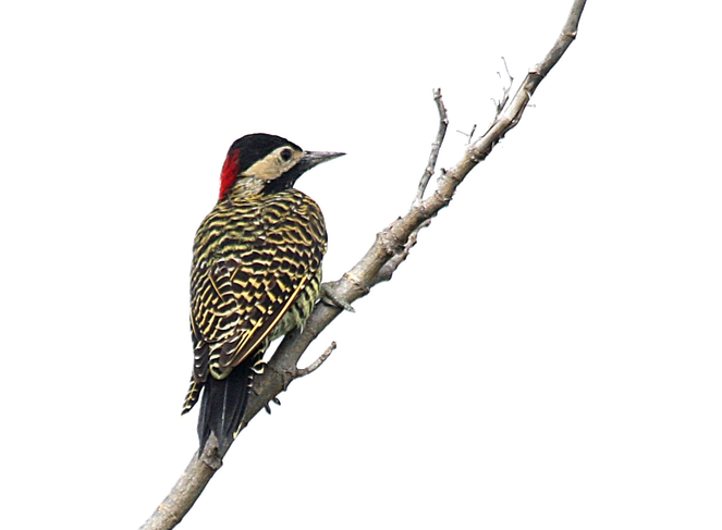 Woodpecker Png Image (black)