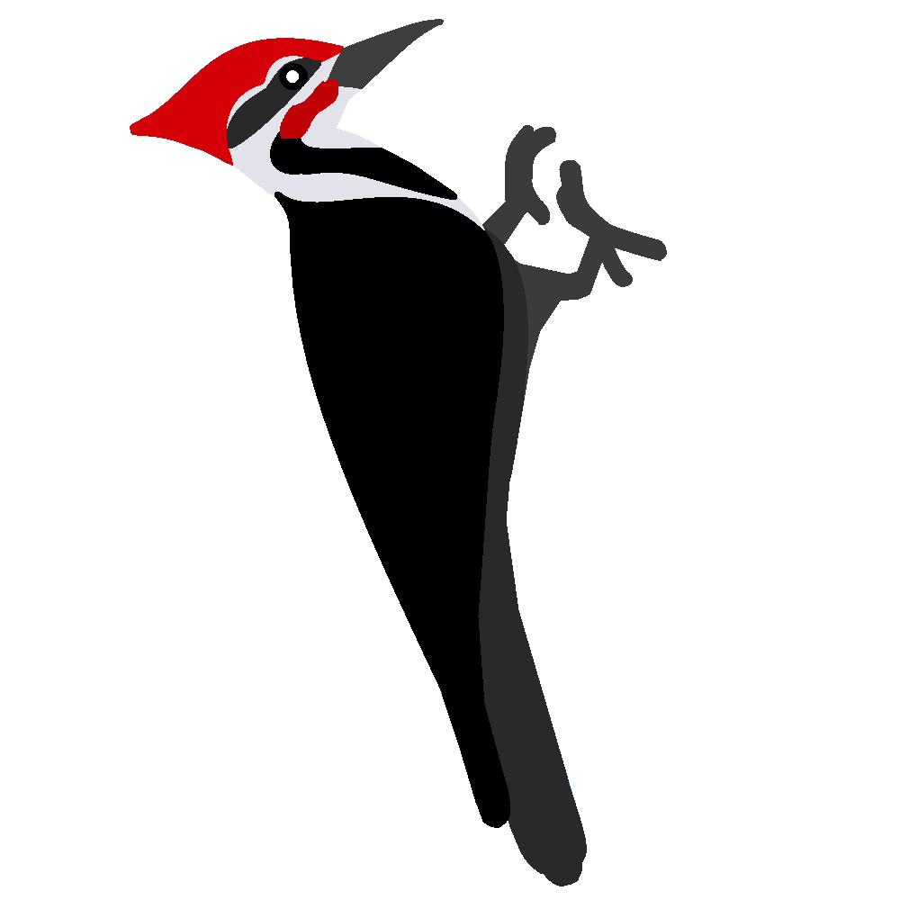 Woodpecker Png Pic (black, red, white)