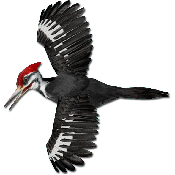 Woodpecker Png Transparent Image (lavender, indigo, black, white, silver)