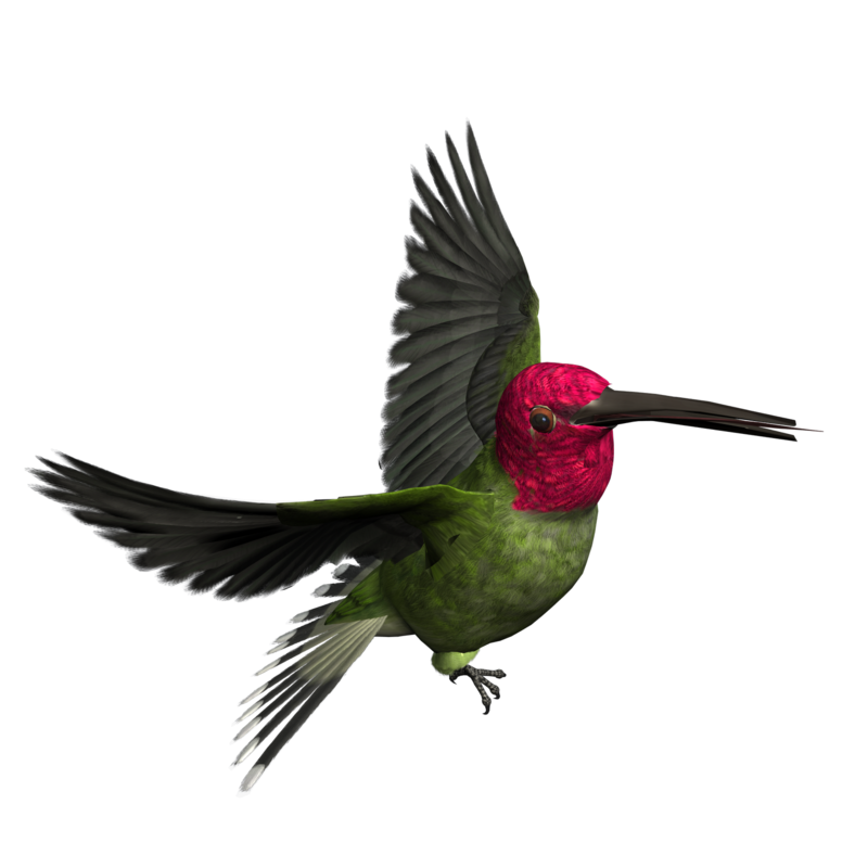 Woodpecker Transparent Png (black)