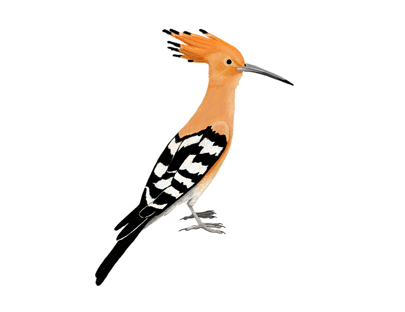 Hoopoes Png Clipart (yellow, pink, black, white, red)