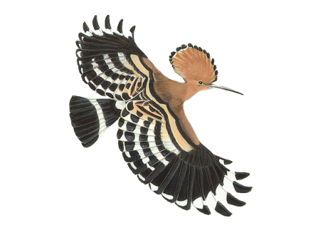 Hoopoes Png File (black)