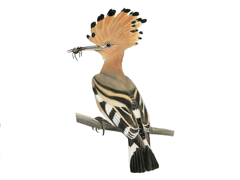 Hoopoes Png Isolated Image (white)