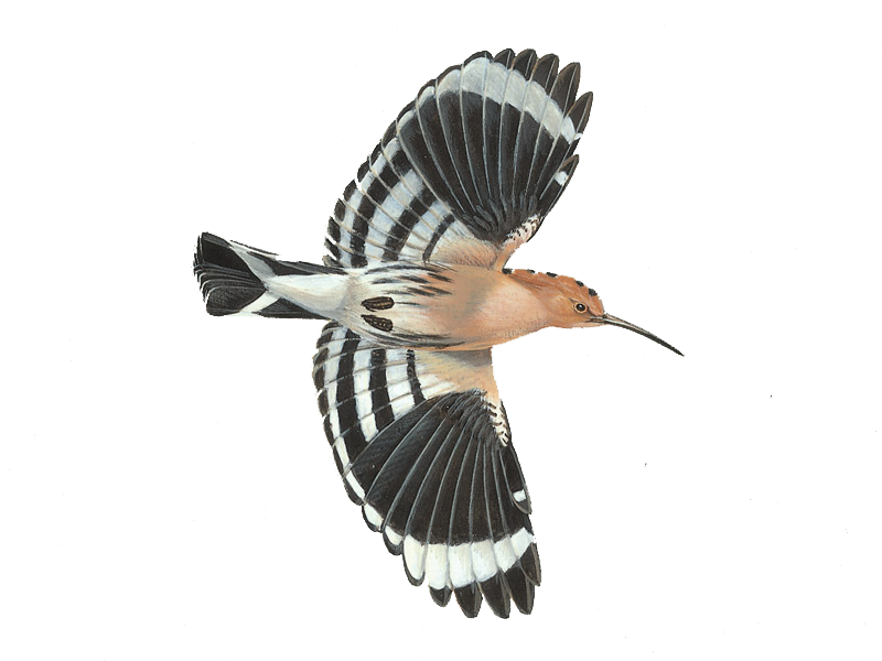 Hoopoes Png Photo (white, gray, lavender, black)