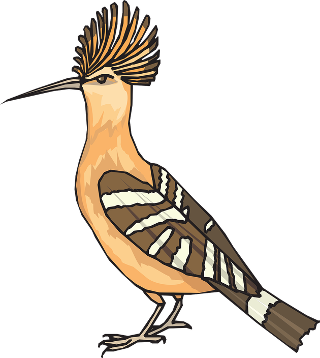 Hoopoes Png Photos (gray, pink, black, salmon)