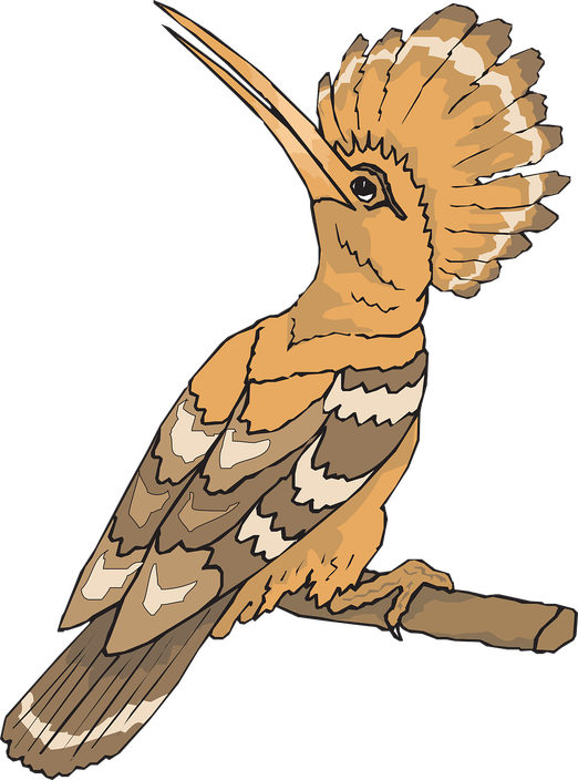 Hoopoes Png Pic (gray, black, salmon)