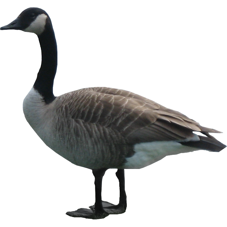 Goose Png Hd (black)