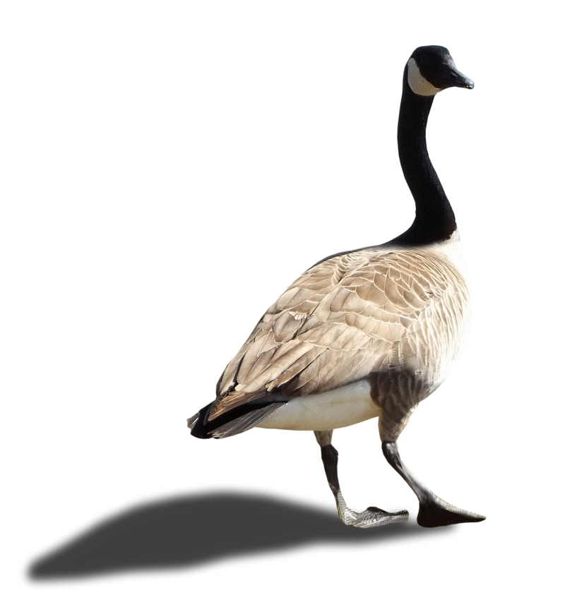 Goose Png Image (black, white)