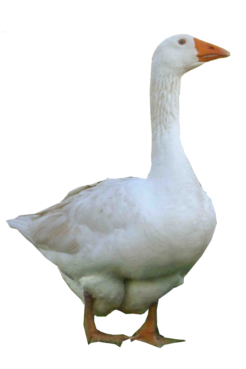 Goose Png Photo (black, silver, lavender)