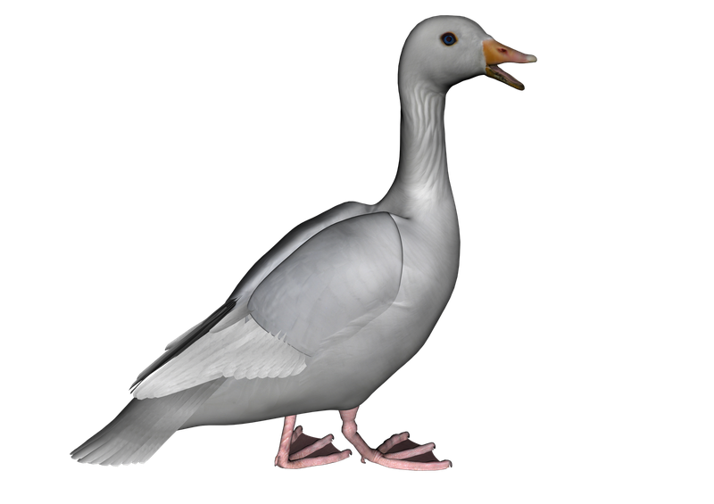 Goose Png Photos (black, gray, silver)