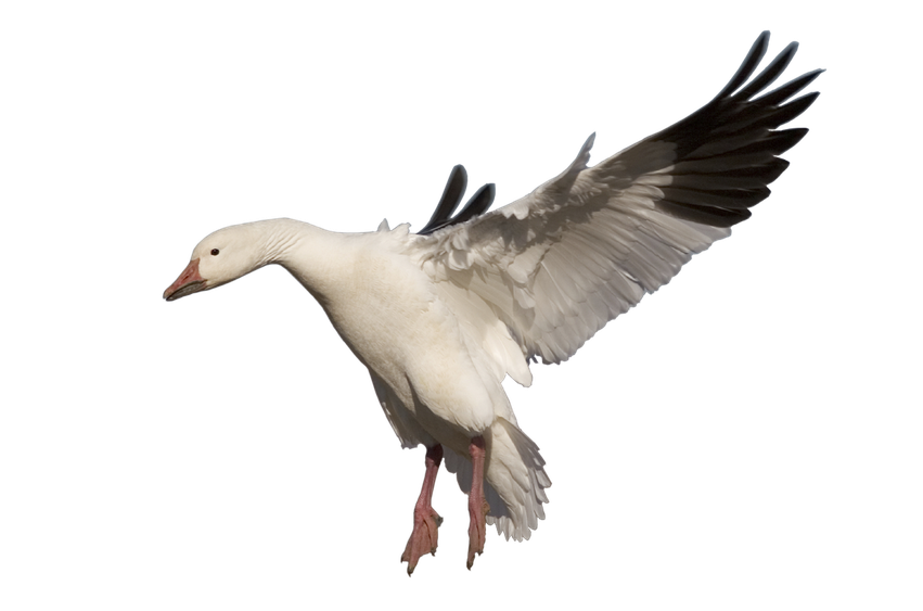 Goose Png Pic (black, silver)