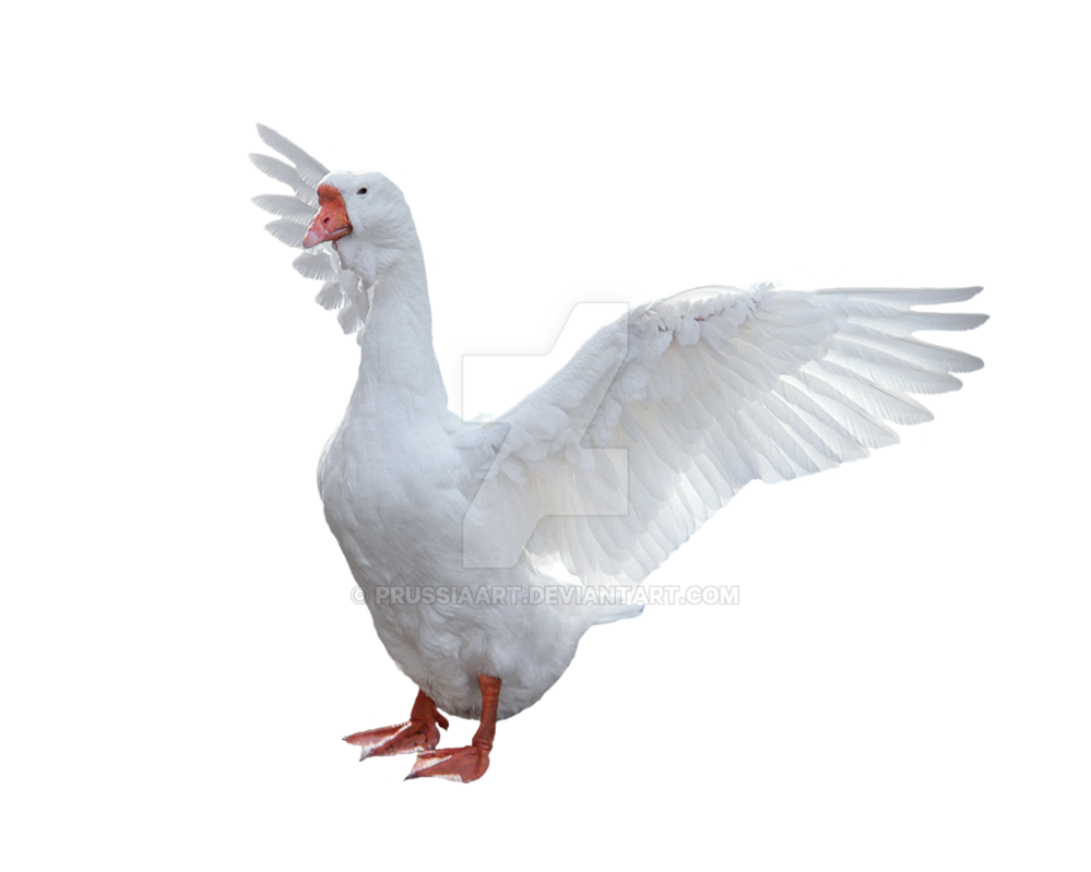 Goose Png Picture (black, silver, white)