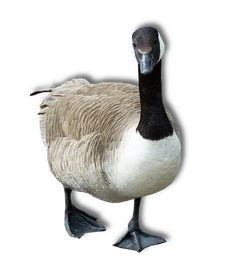 Goose Png Transparent Image (black, white)