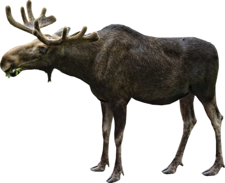 Moose Png File (black)