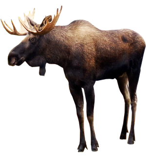 Moose Png Pic (black)