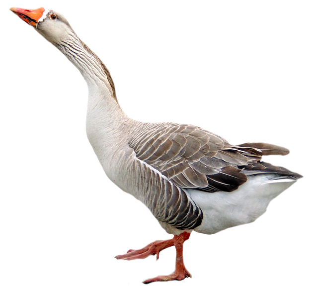 Goose Transparent Background (black)