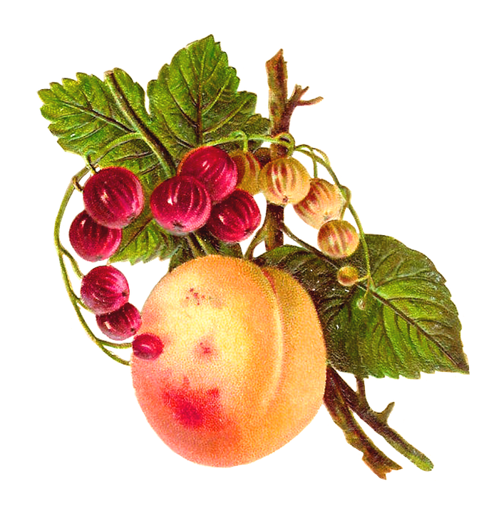 Gooseberry Download Png Image (black, pink)