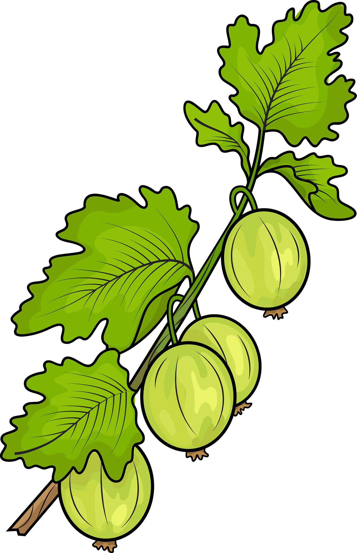 Gooseberry Png Hd (olive, gray)