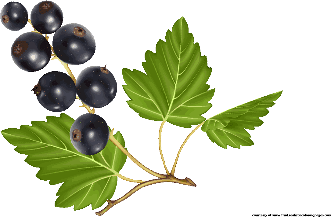 Gooseberry Png Image (black, olive)