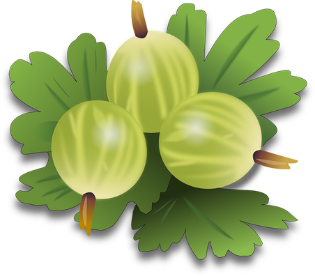 Gooseberry Png Photo (black, olive, gray)