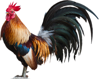 Rooster Png Clipart (black)