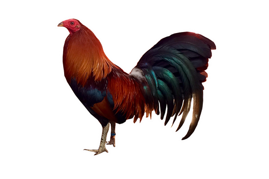 Rooster Png File (indigo, black, white)