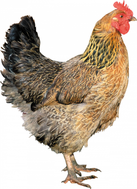 Rooster Png Hd (black)