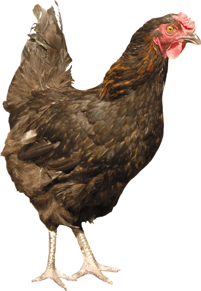 Rooster Png Pic (black, maroon)