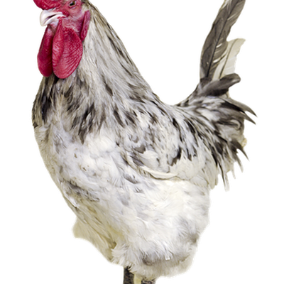 Rooster Png Picture (silver, lavender, black, white)