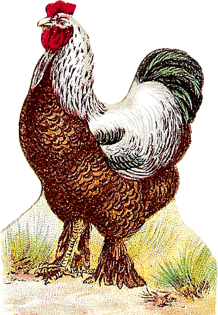 Rooster Png (maroon, beige, black, white)