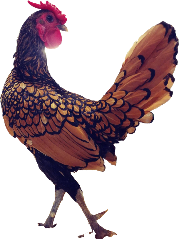 Rooster Transparent Png (gray, black)