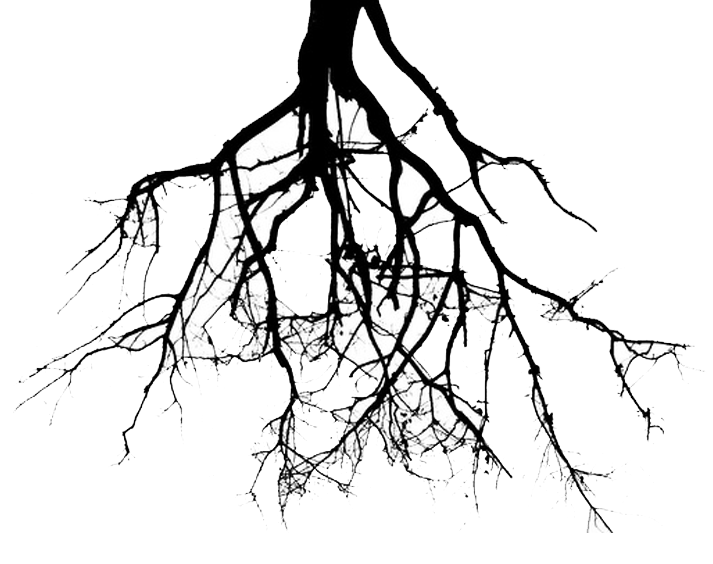 Root Png Isolated Pic (black, white)