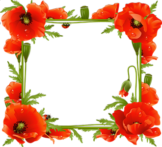 Poppy Flower Frame Png Pic (black, red)