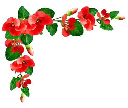 Poppy Flower Frame Png Picture (green, black, red)