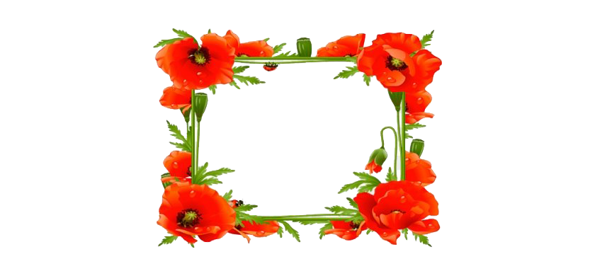 Poppy Flower Frame Transparent Png (red, white)