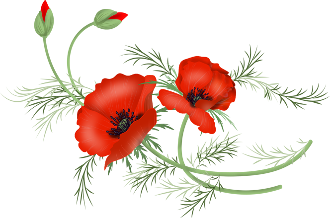 Poppy Png Background Image (gray, red, olive, silver, white)