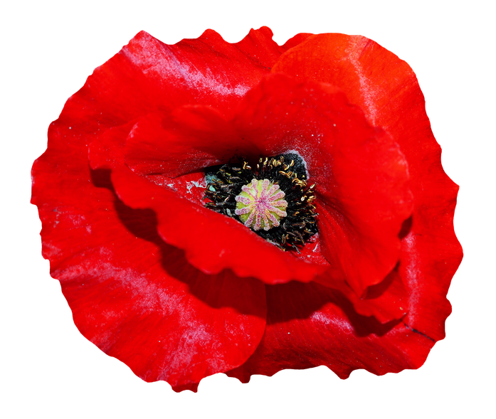 Poppy Png File (red, black)