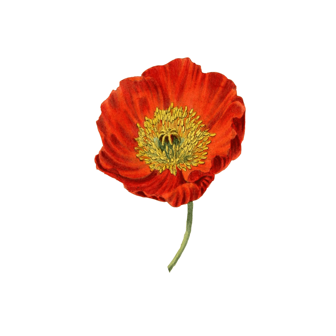 Poppy Png Image (gray)