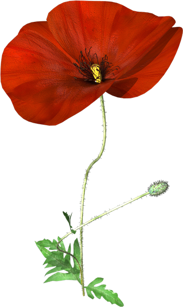 Poppy Png Isolated Photos (black, maroon)