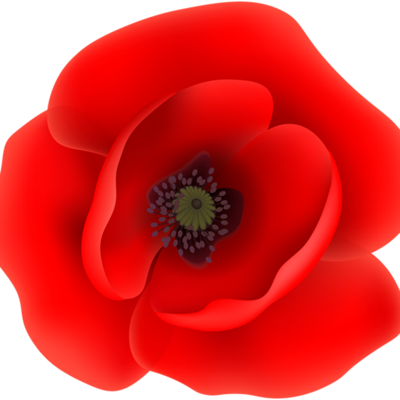 Poppy Png Isolated Picture (red, black)