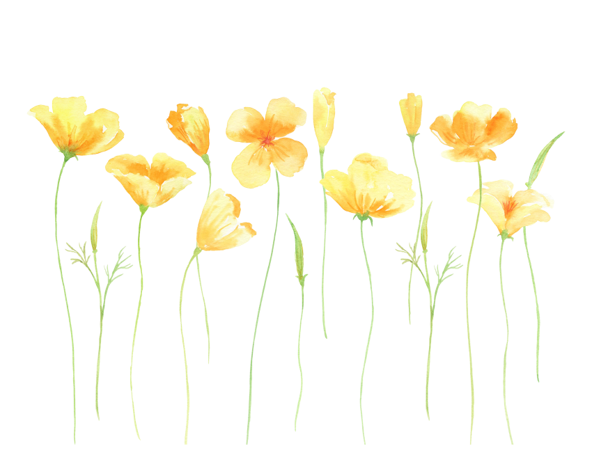 Poppy Png Photo (white)