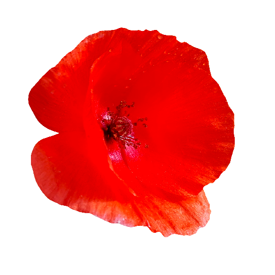 Poppy Png Pic (red, white)