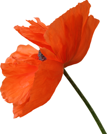 Poppy Png Picture (red, maroon, chocolate, black, salmon)