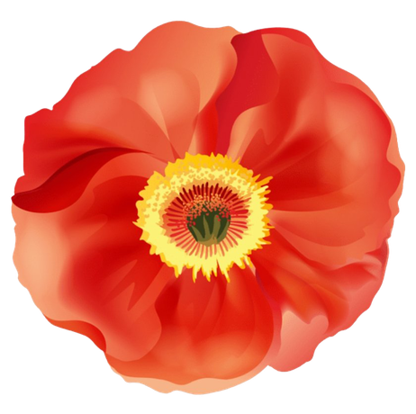 Poppy Png Transparent (chocolate, red, pink, black)