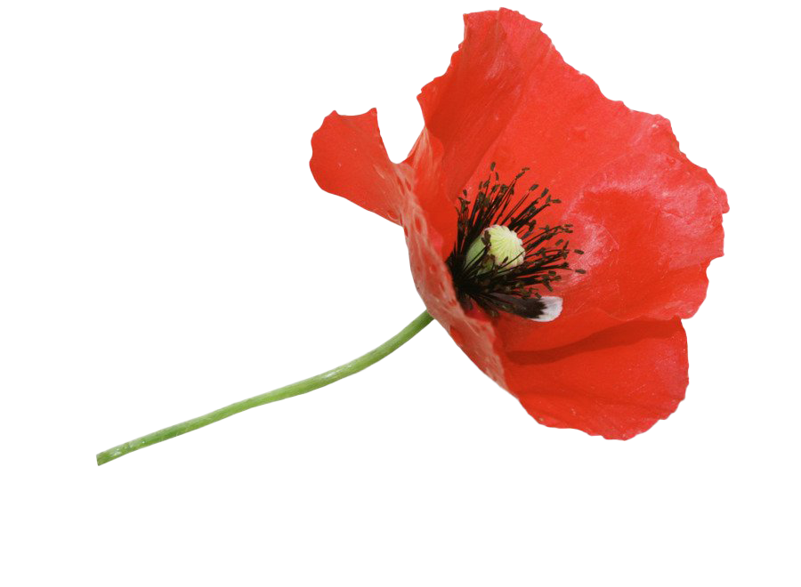 Poppy Png (chocolate, white)