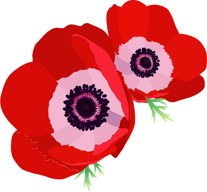 Poppy Transparent Background (gray, red, pink)