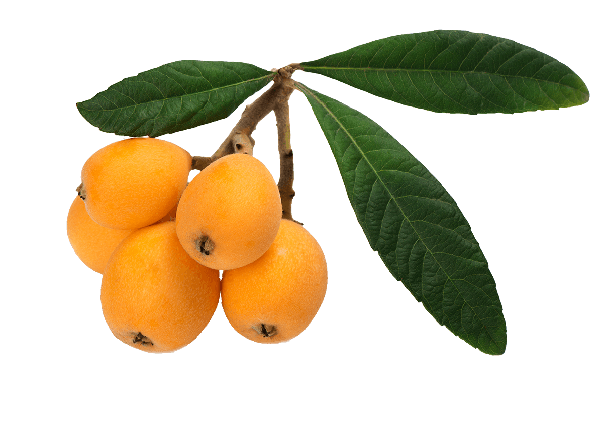 Loquat Download Png Image (black, orange)