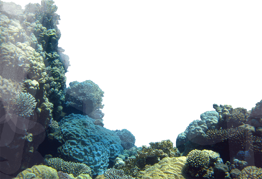 Coral Reef Png File (black)