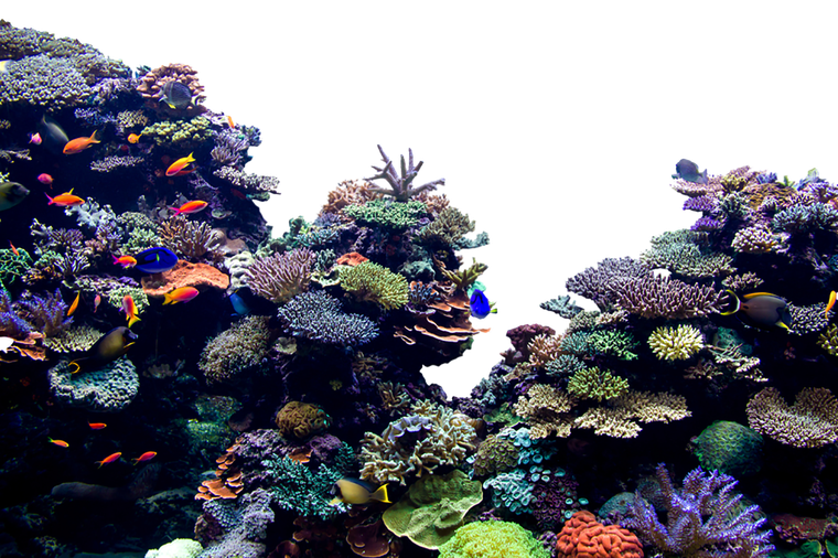 Coral Reef Png Pic (black)